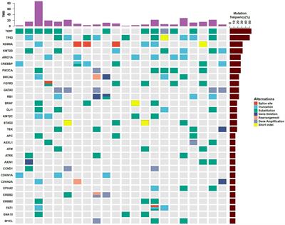 Deep Genomic Sequencing of Bladder Urothelial Carcinoma in Southern Chinese Patients: A Single-Center Study